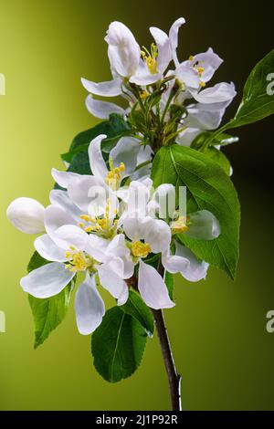 Fiori di albero di mele su sfondo verde. Primavera fiori apertura. Fiore Fruit Tree Branch sfondo. Ritaglio verticale Foto Stock