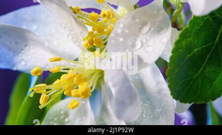 Fiori di albero di mele coperti da gocce di pioggia primo piano. Primavera fiori apertura. Fiore Fruit Tree Branch sfondo. Foto Stock