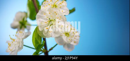 Plum Tree fiore fiori su un backgroundwith Blue Copy Space Close Up . Fiore di albero della frutta in primavera. Stagioni Cambia sfondo Foto Stock