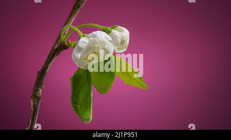 Ramo di Plum Tree con due boccioli di fiori in fiore su sfondo viola con spazio copia. Plum Blossom in primavera sfondo Foto Stock