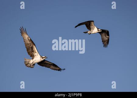 Osprey Foto Stock