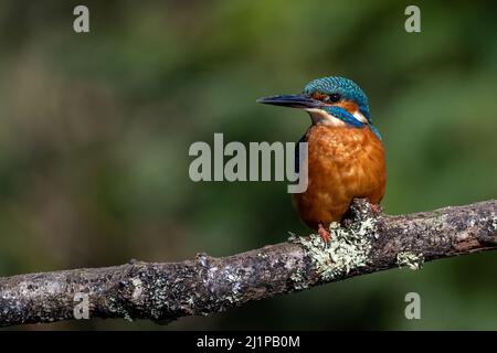 Un brilliantly colorful maschio comune Martin pescatore (Alcedo atthis) siede su un ramo. Foto Stock