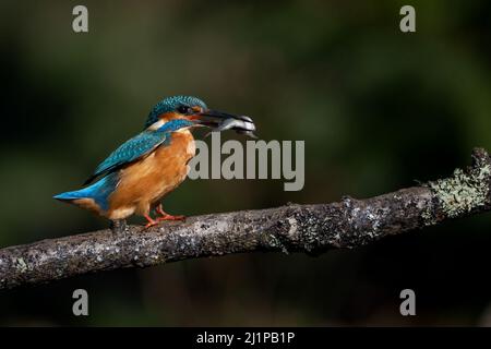 Un Martin pescatore comune maschile (Alcedo atthis) siede su un ramo con una recente cattura nel suo lungo e snello disegno di legge. Foto Stock