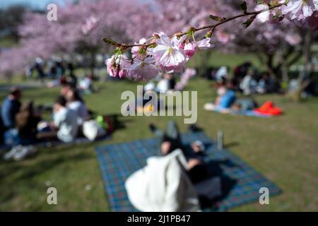 Monaco di Baviera, Germania. 27th Mar 2022. Numerose persone godono del bel tempo al sole sotto le ciliegie ornamentali fiorenti nel Parco Olimpico. La tradizione giapponese di celebrare in primavera i ciliegi in fiore (hanami) sta diventando sempre più popolare in Germania. Credit: Sven Hoppe/dpa/Alamy Live News Foto Stock