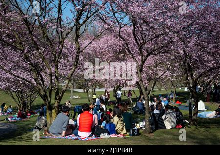 Monaco di Baviera, Germania. 27th Mar 2022. Numerose persone godono del bel tempo al sole sotto le ciliegie ornamentali fiorenti nel Parco Olimpico. La tradizione giapponese di celebrare in primavera i ciliegi in fiore (hanami) sta diventando sempre più popolare in Germania. Credit: Sven Hoppe/dpa/Alamy Live News Foto Stock