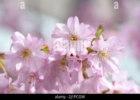 Un segno sicuro di primavera, fiori rosa ciliegia fiore su un albero su una strada a Victoria, Britsih Columbia, Canada sull'isola di Vancouver. Foto Stock