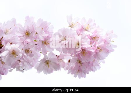 Un segno sicuro di primavera, fiori rosa ciliegia fiore su un albero su una strada a Victoria, Britsih Columbia, Canada sull'isola di Vancouver. Foto Stock