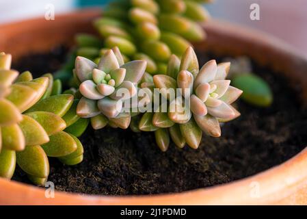 Sedum Adolphii flowerpot terracotta caldo bagliore oro close up Foto Stock