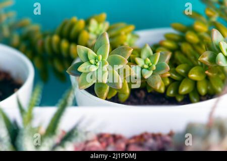 Sedum Adolphii flowerpot bianco tazza caldo oro ora primo piano Foto Stock