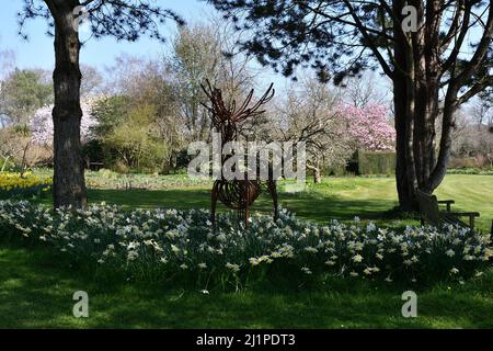 Narcisi al Michelham Priory East Sussex uk Foto Stock