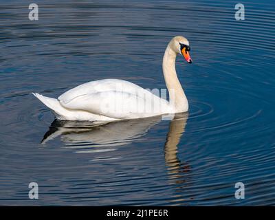 Un cigno maschio che nuota e si riflette in acqua increspa un serbatoio al sole, Scozia, Regno Unito Foto Stock