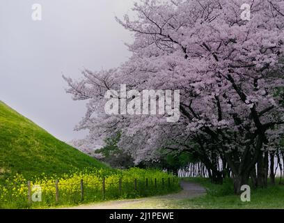 I terreni del Sakitama Ancient Burial Mounds Museum includono numerosi sentieri che si snodano intorno ai vari tumuli (kofun) fiancheggiati da alberi di ciliegio e pozzo Foto Stock