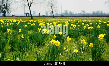 Primavera a Düsseldorf: Prato verde con naffodils gialli in fiore. Sfondo sfocato con la Torre del Reno. Foto Stock
