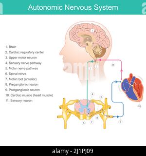 Sistema nervoso autonomo. Diagramma un componente del sistema nervoso periferico, questo sistema elabora frequenza cardiaca, pressione sanguigna, respirazione, digesti Illustrazione Vettoriale