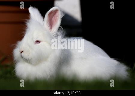 Un coniglio bianco di Lionhead con gli occhi blu che giacciono sull'erba Foto Stock