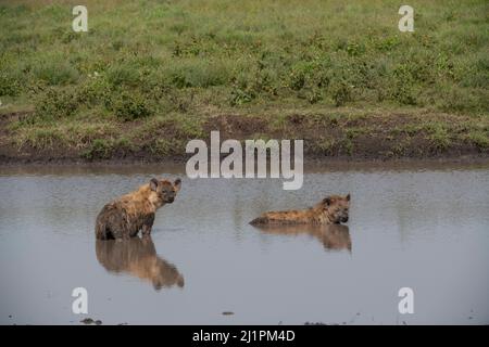Spotted Hyena, Tanzania Foto Stock