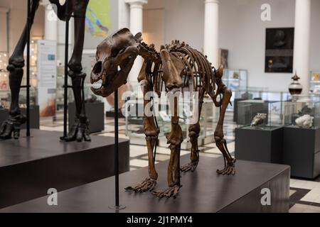 Varsavia. Polonia. 03.21.2022. Scheletro di un orso grotta nel Museo Geologico del National Research Institute. Foto Stock