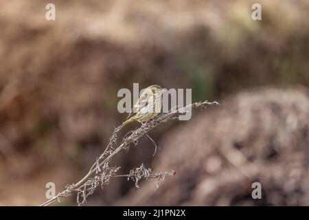 Verdfinch alla brace, spinoidi di Cloris, novellame, Uttarakhand, India Foto Stock