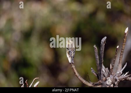 Verdfinch alla brace, spinoidi di Cloris, novellame, Uttarakhand, India Foto Stock