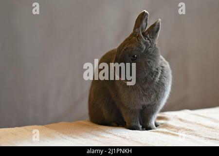 Bel piccolo coniglio grigio nana seduto sul letto. Foto Stock