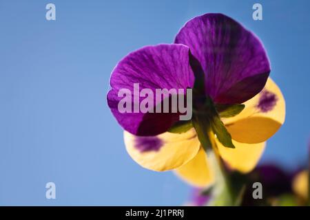 Primo piano di una pantera gialla, viola e viola vista dal basso illuminata dal sole nel cielo blu in un giardino di primavera Foto Stock