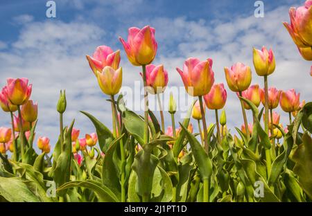 Primo piano di tulipani gialli e rosa a Noordoostpolder, Paesi Bassi Foto Stock