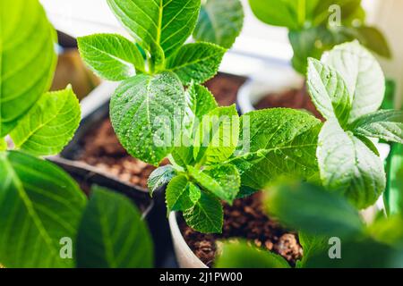 Primo piano di hydrangeas bigleaf coperto con gocce d'acqua. Coltivando nuove piante da talee in casa Foto Stock