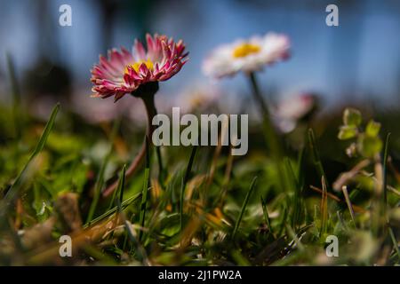 Spring Daisies con bokeh , lente svasata e messa a fuoco morbida. Bella sfondo naturale elegante delicato delicato immagine artistica Foto Stock