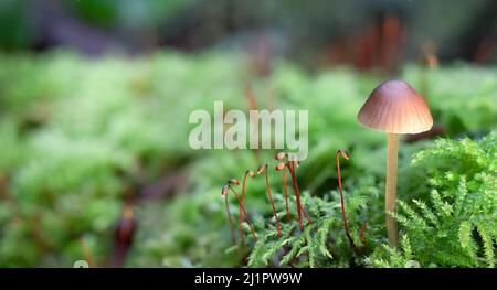 Funghi con moos su terreno forestale, primo piano. Splendido sfondo di terreno forestale o sfondo di vegetazione sobria. Macro di rame-filo Moss crescente Foto Stock