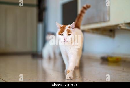 Gatto vagare carino camminare sulla strada. Foto Stock