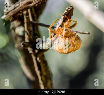 Un macrosolato di Araneus marmoreus, comunemente chiamato orbweaver marmorizzato, una specie di ragno Foto Stock