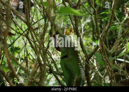 Primo piano di una comune verde foresta Lizard parte superiore del corpo vista verticale. Questa lucertola guardando una preda mentre tiene i ramoscelli dell'albero Foto Stock