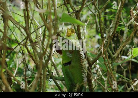 Primo piano di una comune verde foresta Lizard parte superiore del corpo vista verticale. Foto Stock