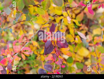 Autunno lascia sfondo. Vegetazione colorata nel parco. Variopinto fogliame su uno sfondo di foresta sfocato. Foto Stock