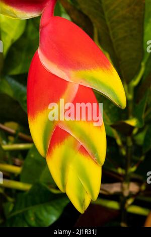 Foto macro della bellissima Heliconia trovata sulla Big Island delle Hawaii e Bali Indonesia cialda isolato con foglie verdi sfondo sfocato Foto Stock