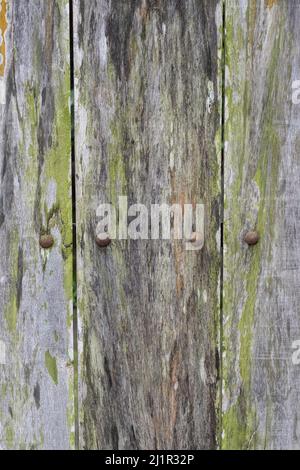 Vecchi pioli di legno ricoperti di muffa e grigio intemperie con grandi teste di unghie Foto Stock