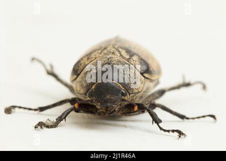 Insetto chiazzato fiore scarab Protaetia fusca isolato su sfondo bianco Foto Stock