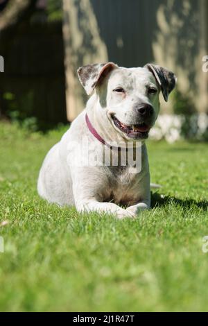 Un'inquadratura superficiale verticale di un cane da corride americano bianco seduto sull'erba nel parco Foto Stock