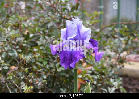 Iride bearded coperto con gocce di rugiada in un giardino Trabuco Canyon California. Aprile 19, 2020 Foto Stock