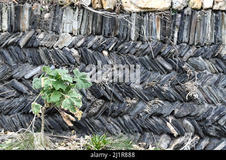 Muro di pietra che fiancheggiano il sentiero a Boscastle, Cornovaglia. Terreno riempito con pietre e rocce in entrambi i corsi verticali e a spina di pesce. Con il cavolo selvaggio crescere Foto Stock