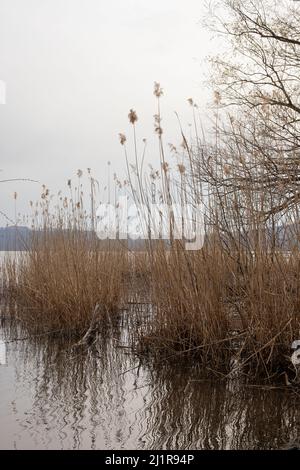 Lago di Vico (Lago di Vico) a Viterbo, Italia Foto Stock