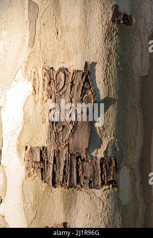 Tau, croce di legno a forma di lettera t (simbolo religioso di San  Francesco d'Assisi) con perla rosaria. Su una sezione trunk ad albero Foto  stock - Alamy