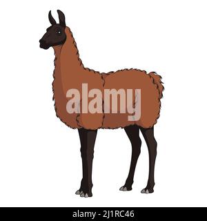 Illustrazione a colori con lama, alpaca. Oggetto vettore isolato su sfondo bianco. Illustrazione Vettoriale