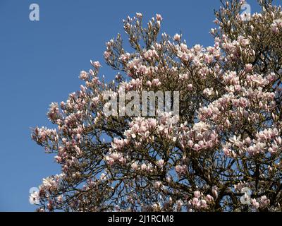 Magnolia in fiore, fiori su cielo blu primavera. Foto Stock