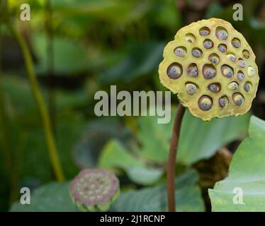 Primo piano di cialde di semi di loto con sfondo sfocato di un altro cialde e pastiglie di loto verde galleggianti in stagno Foto Stock