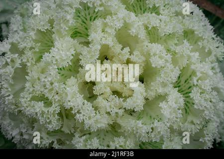 Cavolo ornamentale Kale in un giardino Foto Stock