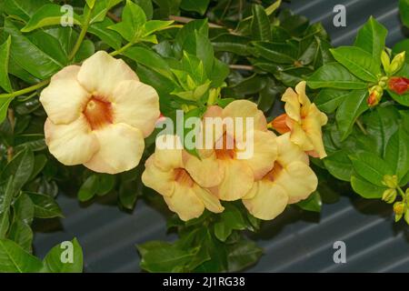 Gruppo di bellissimi fiori gialli di albicocca e foglie verdi brillanti di insolita pianta da arrampicata Allamanda catartica 'Tramonto giamaicano' Foto Stock