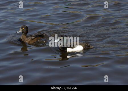 Maschio e femmina Tufted Duck Aythya Connaught acqua Epping Forest Essex Foto Stock