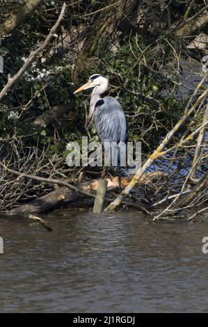 Airone cenerino Ardea cinerea Foto Stock