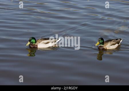 Due maschi malle anatre di Mallard Anas platyrhynchos Foto Stock